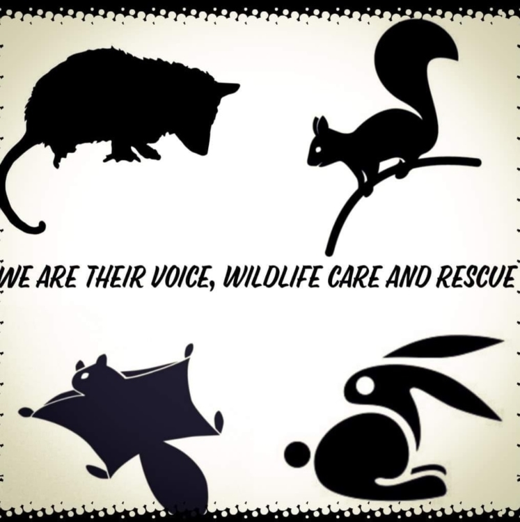 We Are Their Voice - Wildlife Care & Rescue Southern Tier Tuesdays