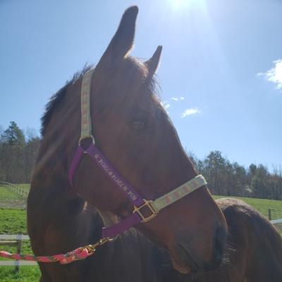 Second Chance Thoroughbreds Inc. Southern Tier Tuesdays