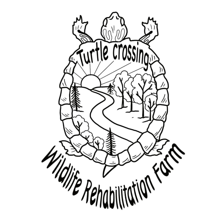 Turtle Crossings Wildlife Rehabilitation Farm Southern Tier Tuesdays