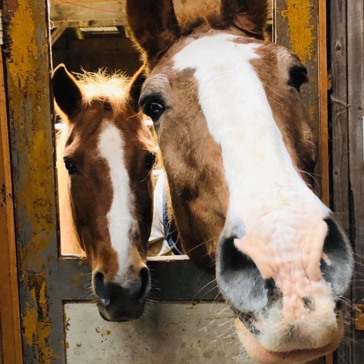 Rosemary Farm Sanctuary Southern Tier Tuesdays