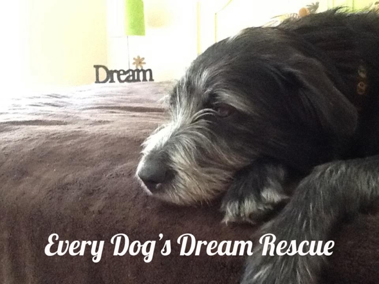 Every Dog's Dream Rescue Southern Tier Tuesdays