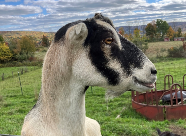 Gemini Farm Sanctuary Southern Tier Tuesdays